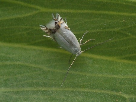 Leucoptera lathyrifoliella