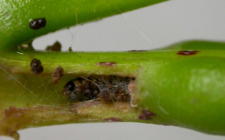 Ash Bud Moth Prays fraxinella