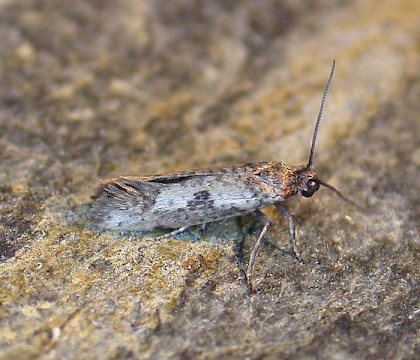 Adult &bull; Addlestone, Surrey. Reared from mine in Oleae &bull; &copy; Andrew Mitchell