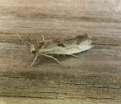 Adult &bull; Kent &bull; &copy; Martin Jordan