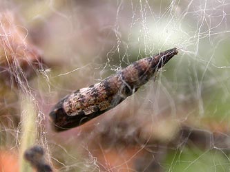 Hawthorn Moth Scythropia crataegella