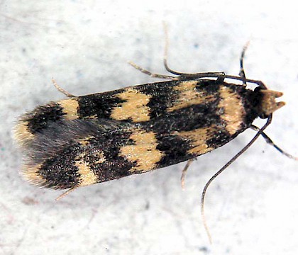 Adult &bull; &copy; Robin Barfoot