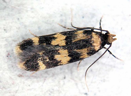 Oegoconia caradjai