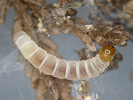 Oegoconia caradjai