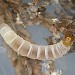 Larva • Chapel Porth, Cornwall, on dead Calluna vulgaris • © Bob Heckford