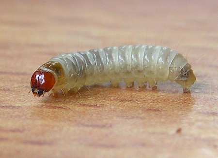 White-shouldered House-moth Endrosis sarcitrella