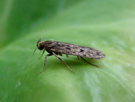 Brown House-moth Hofmannophila pseudospretella