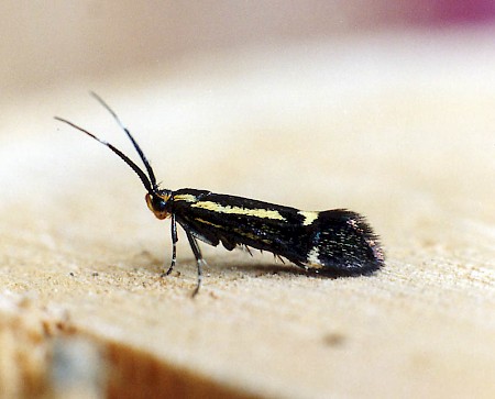 Esperia sulphurella