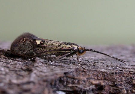 Esperia sulphurella