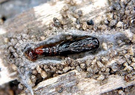 Esperia sulphurella