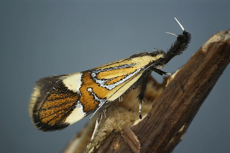 Alabonia geoffrella