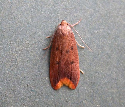 Adult &bull; Fleet, Hants &bull; &copy; Rob Edmunds