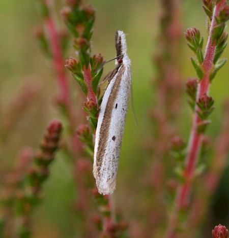 Pleurota bicostella