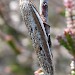 Adult • Middlebere Heath, Dorset • © Dave Buckingham