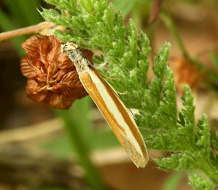 Pleurota aristella