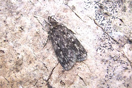 Barea asbolaea