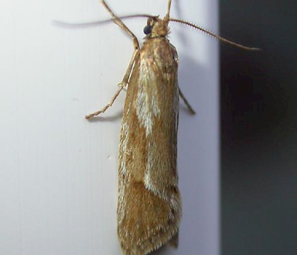 Male &bull; Sheringham, Norfolk &bull; &copy; Francis Farrow