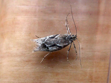 Diurnea lipsiella