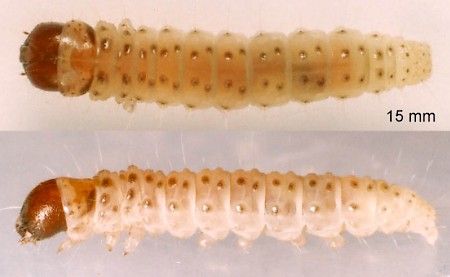 Dasystoma salicella