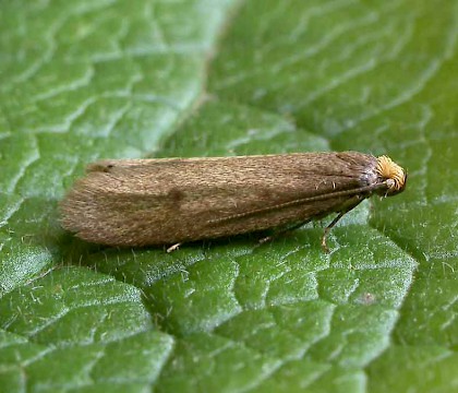 Lypusidae