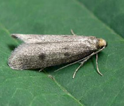 Adult &bull; Osgodby Moor, Lincolnshire; June &bull; &copy; Colin Smith