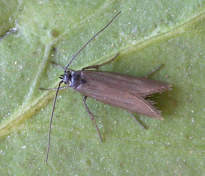 Adult &bull; Astley Moss, Lancashire. Leg. K. McCabe &bull; &copy; Ben Smart