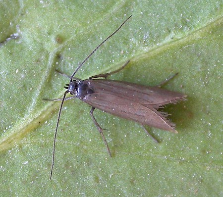 Amphisbatis incongruella