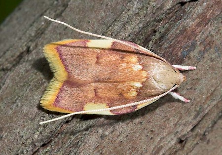 Carcina quercana