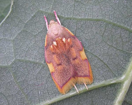 Carcina quercana