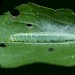 Larva • Bransford, Worcs. On blackthorn • © Oliver Wadsworth