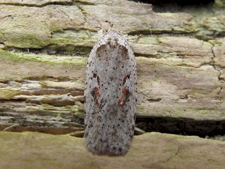 Agonopterix ocellana