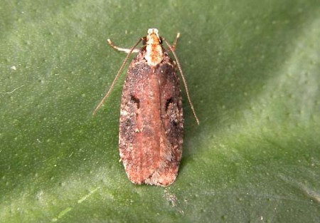 Agonopterix liturosa