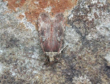 Agonopterix purpurea