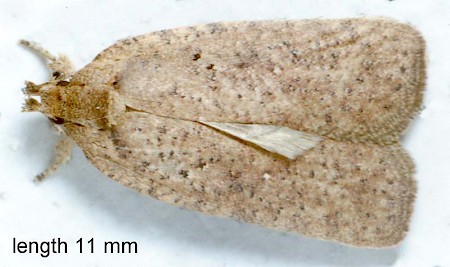 Agonopterix scopariella