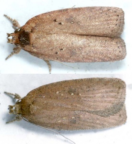 Agonopterix scopariella