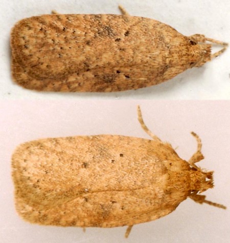 Agonopterix carduella