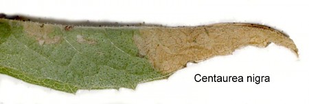 Agonopterix carduella