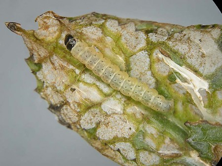 Agonopterix kuznetzovi