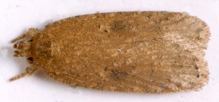 Agonopterix subpropinquella