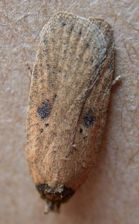 Agonopterix subpropinquella