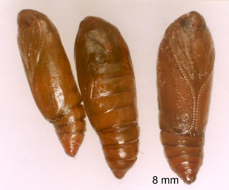 Agonopterix subpropinquella