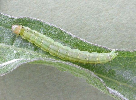 Agonopterix arenella