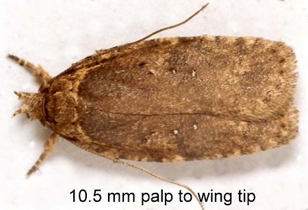 Agonopterix heracliana