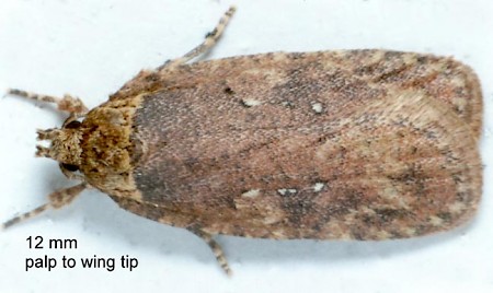 Agonopterix ciliella