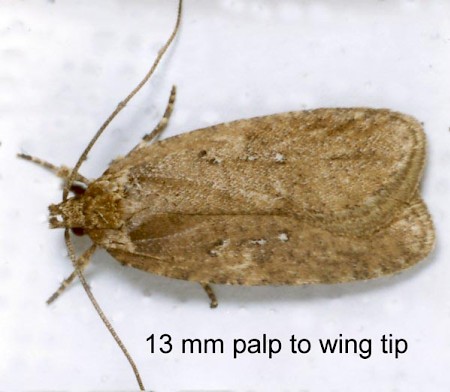 Agonopterix ciliella