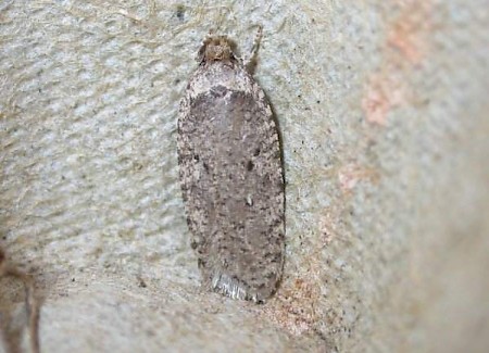 Agonopterix curvipunctosa