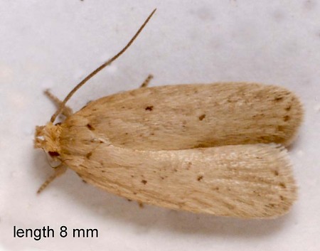 Agonopterix rotundella