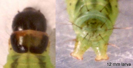 Agonopterix rotundella