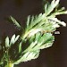 Habitation • Folded sewn leaf of Daucus carota. On slumped clay cliff.
Cheshire. June. Imago reared. • © Ian Smith