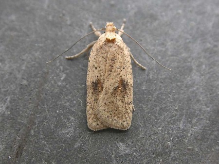 Agonopterix assimilella